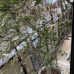 オリーブの木（鉢植え）の画像