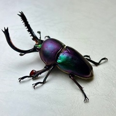 パプアキンイロクワガタ　マジョーラ血統　成虫ペアの画像