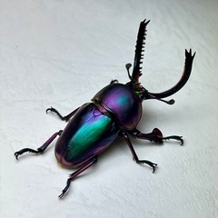 パプアキンイロクワガタ　マジョーラ血統　成虫ペアの画像