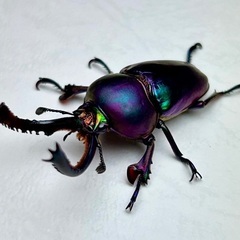 パプアキンイロクワガタ　マジョーラ血統　成虫ペアの画像