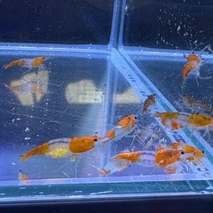 オレンジルリーシュリンプ15匹の画像