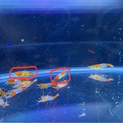 オレンジルリーシュリンプ15匹の画像