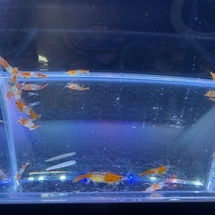 オレンジルリーシュリンプ15匹の画像