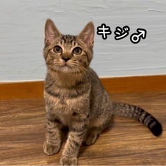 生後3ヶ月の子猫兄弟