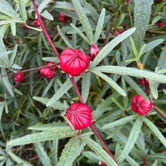 ローゼル　種の画像