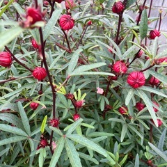 ローゼル　種の画像