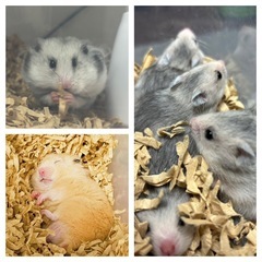 ゴールデンハムスター(シルバーグレー)の子の里親募集