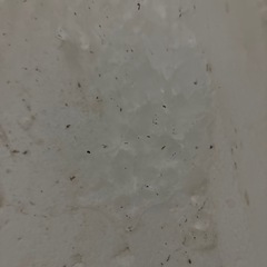 業務用冷蔵庫4枚扉　DIWA 無料　10月29日10時〜13時引き取り限定の画像