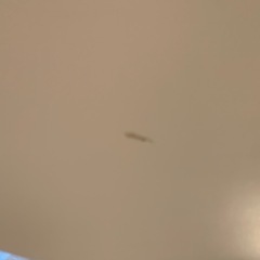 こたつセットの画像