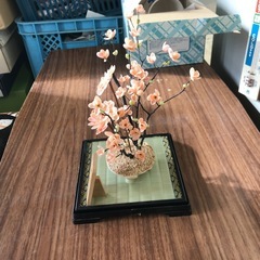 黒珊瑚 梅の盆栽の画像