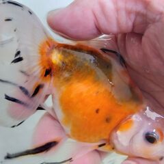 アズマニシキ４匹セットその①　2.000円！の画像