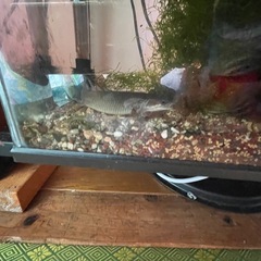 水槽、水槽台、熱帯魚セットの画像