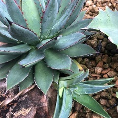 アガベ　フィリフェラ×イシスメンシス子株の画像