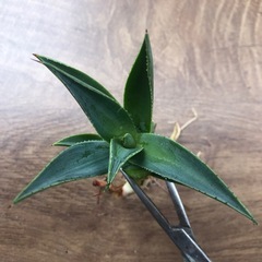 アガベ　フィリフェラ×イシスメンシス子株の画像