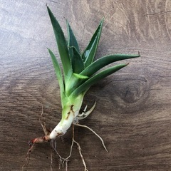 アガベ　フィリフェラ×イシスメンシス子株の画像