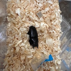 能勢YG オオクワガタ メス 2匹 羽化済の画像