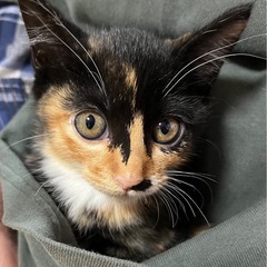 サビよりの三毛猫の女の子 1.5ヶ月◇動画あり