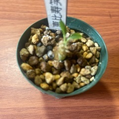恵比寿笑い　植物の画像