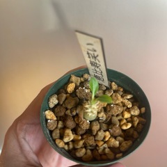 恵比寿笑い　植物の画像