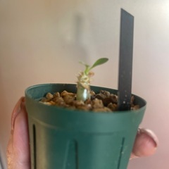 恵比寿笑い　植物の画像