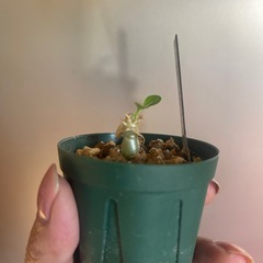 恵比寿笑い　植物の画像