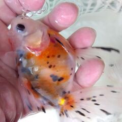 アズマニシキ４匹セットその②　2.000円！の画像