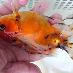 アズマニシキ４匹セットその②　2.000円！の画像