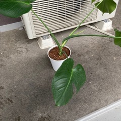 元気なモンステラ 無料です！の画像
