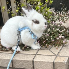 可愛いうさぎ　ケージ、うさぎ用品付き