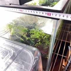 90センチ水槽　中身ありありの画像