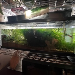 90センチ水槽　中身ありありの画像