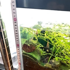 90センチ水槽　中身ありありの画像