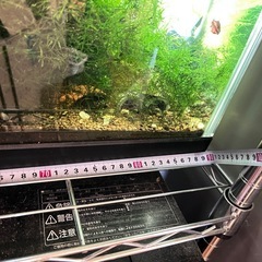 90センチ水槽　中身ありありの画像