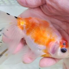 アズマニシキ４匹セットその③　2000円！の画像