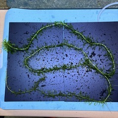 長いアナカリス スネール混入の画像