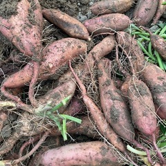 ⑤🍠サツマイモ🍠安納芋3kg🍠芋ご飯🍠天ぷら🍠焼き芋🍠の画像