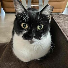 流れに身を任せるタイプの母猫です