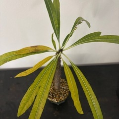 パキポディウム　ルテンベルギアナム　　観葉植物　塊根植物　多肉植物　ビザールプランツ　レアプランツ　ガーデニング　植物　グリーン　趣味　盆栽　葉　花　庭　草　インテリア　おしゃれ　飾り　園芸　の画像