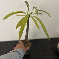 パキポディウム　ルテンベルギアナム　　観葉植物　塊根植物　多肉植物　ビザールプランツ　レアプランツ　ガーデニング　植物　グリーン　趣味　盆栽　葉　花　庭　草　インテリア　おしゃれ　飾り　園芸　の画像