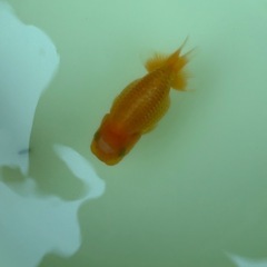 らんちゅう　当歳　2匹の画像