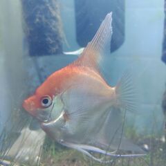 【引取希望】発送不可📽️動画あり🐡ゴールデンエンゼルフィッシュ（若魚）の画像