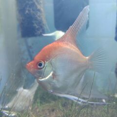 【引取希望】発送不可📽️動画あり🐡ゴールデンエンゼルフィッシュ（若魚）の画像