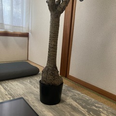 ニトリのフェイクグリーンの画像