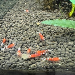 レッドタイガーシュリンプ10匹
の画像