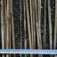 冬囲　竹　40本位　180cm〜240cmの画像