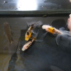 金魚　東錦　5匹の画像