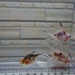 金魚　東錦　5匹の画像