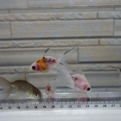 金魚　東錦　5匹の画像