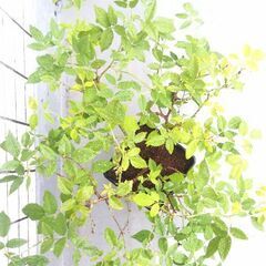 ✨🌹💖フォーチュンズ・ファイブカラー・ローズ(スミズ・パリシュ) 💖🌹✨オールドローズ ・ガーデニング・園芸・バラ・薔薇・ばら・バラ苗・ばら苗・苗・花・植物の画像