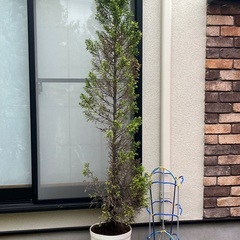 コニファー・ゴールドクレスト（ポット付き）の画像